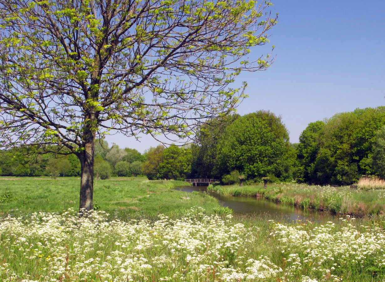 Water en groen in Polderpark Cronesteyn